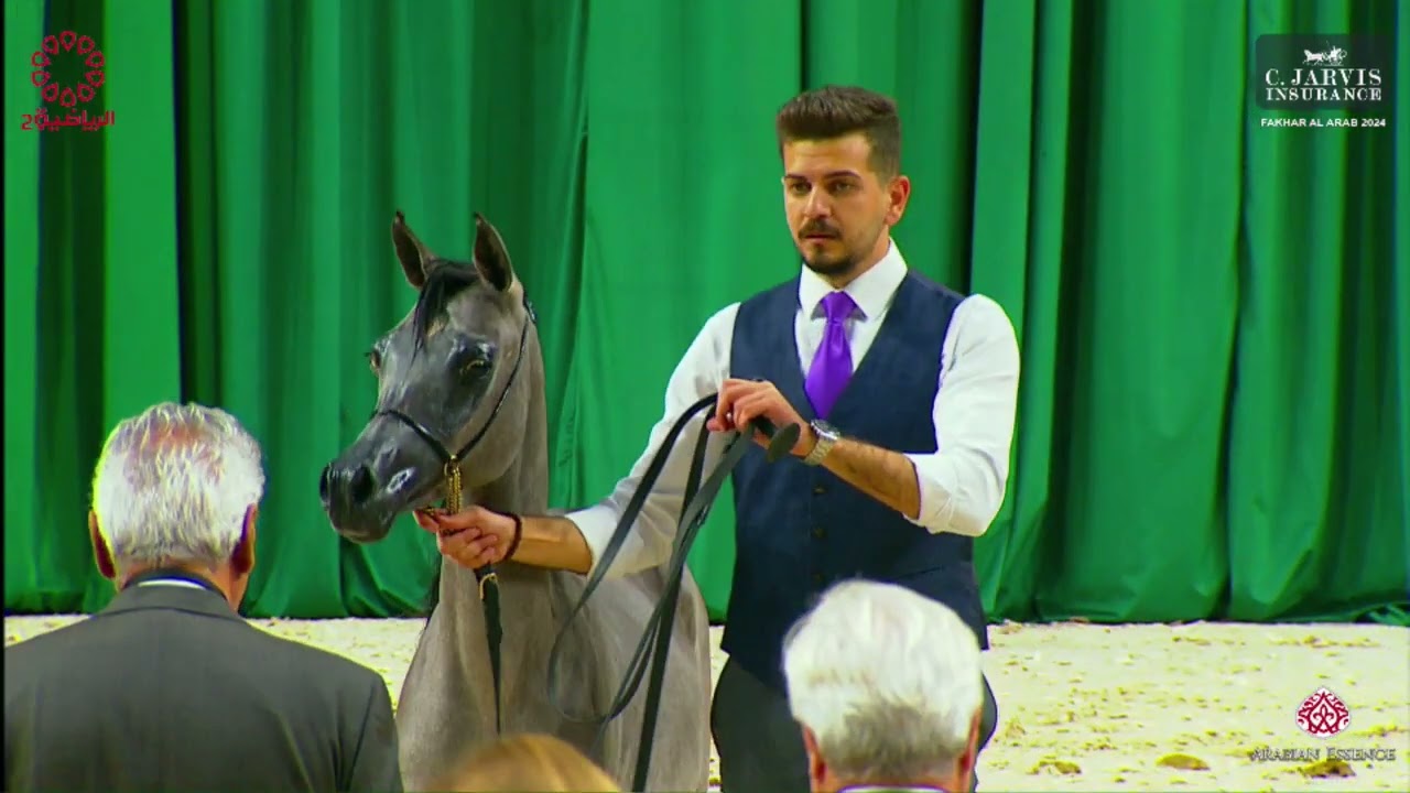 N 1 SN AL ZAIN   Fakhar Al Arab 2024   Yearling Fillies Class 1A