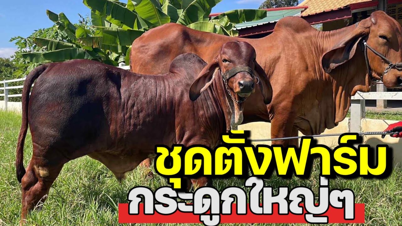 นาทีทอง‼️มีของงามมาแบ่งปันพี่น้องอีกแล้ว แม่ลูก ใหญ่ๆ โครงสร้างดี  สวยๆ คุ้มมาก หลักหมื่น รีบเลย‼️
