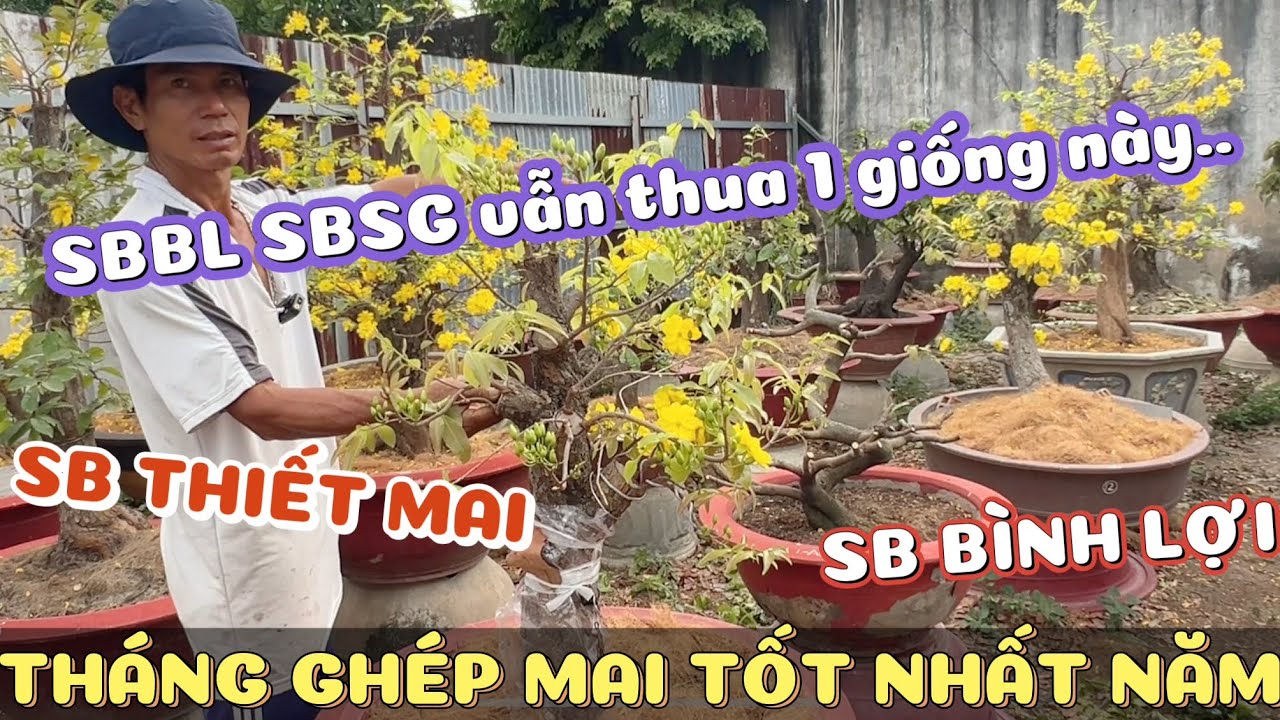 Tháng ghép mai tốt nhất vườn mai Sáu Hoàng đánh giá SBBL vs SBSG bố mẹ Thiết mai tứ quý thua 1 giống