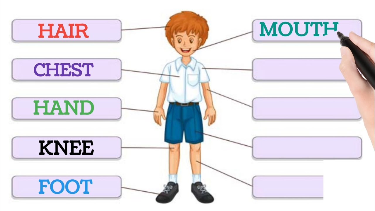 Parts of Body Name in English | Learn Body Parts