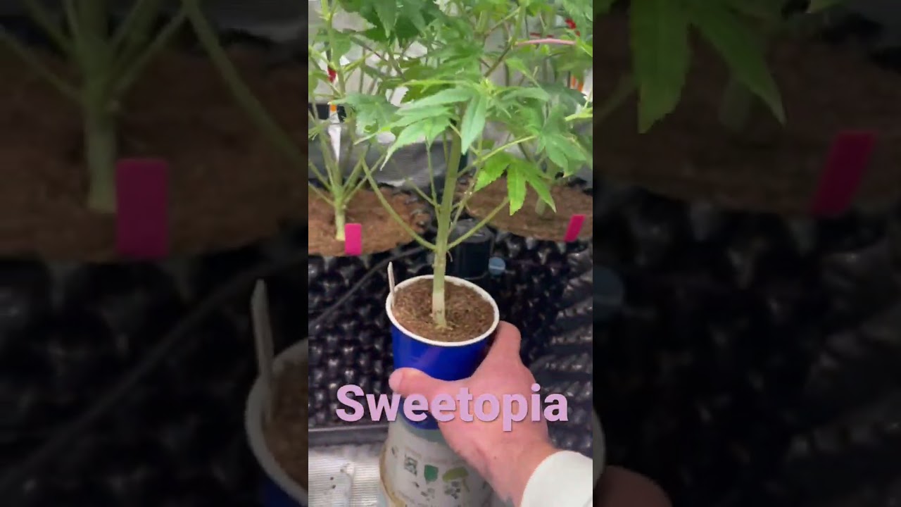 Solo Cup and full size Sweetopia new strain.  Mars Hydro FC4800. Athena Blended line. Dynomyco