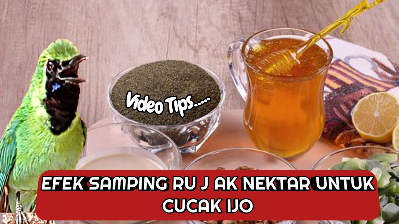 efek samping rujak nektar untuk cucak ijo
