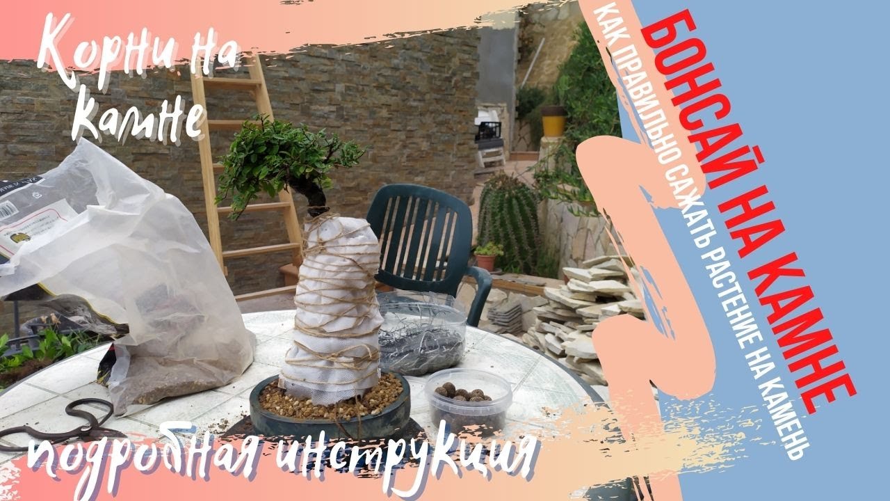 Сделай невозможное: Бонсай выращивается на Камне?! Growing a Bonsai on a Rock!