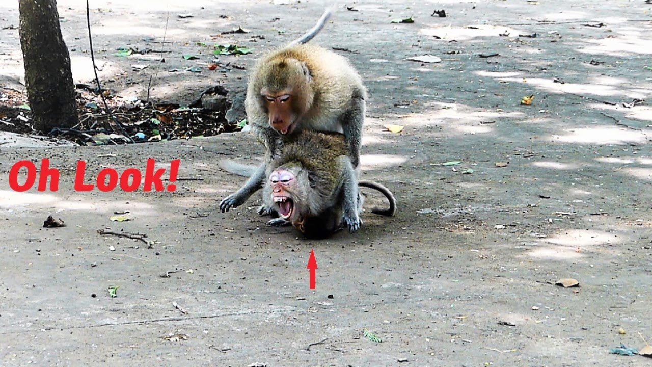 Thousand Pity! Of These Females!  Brave Husband And Wife Monkey Are Very Crazy Warning Till Fall