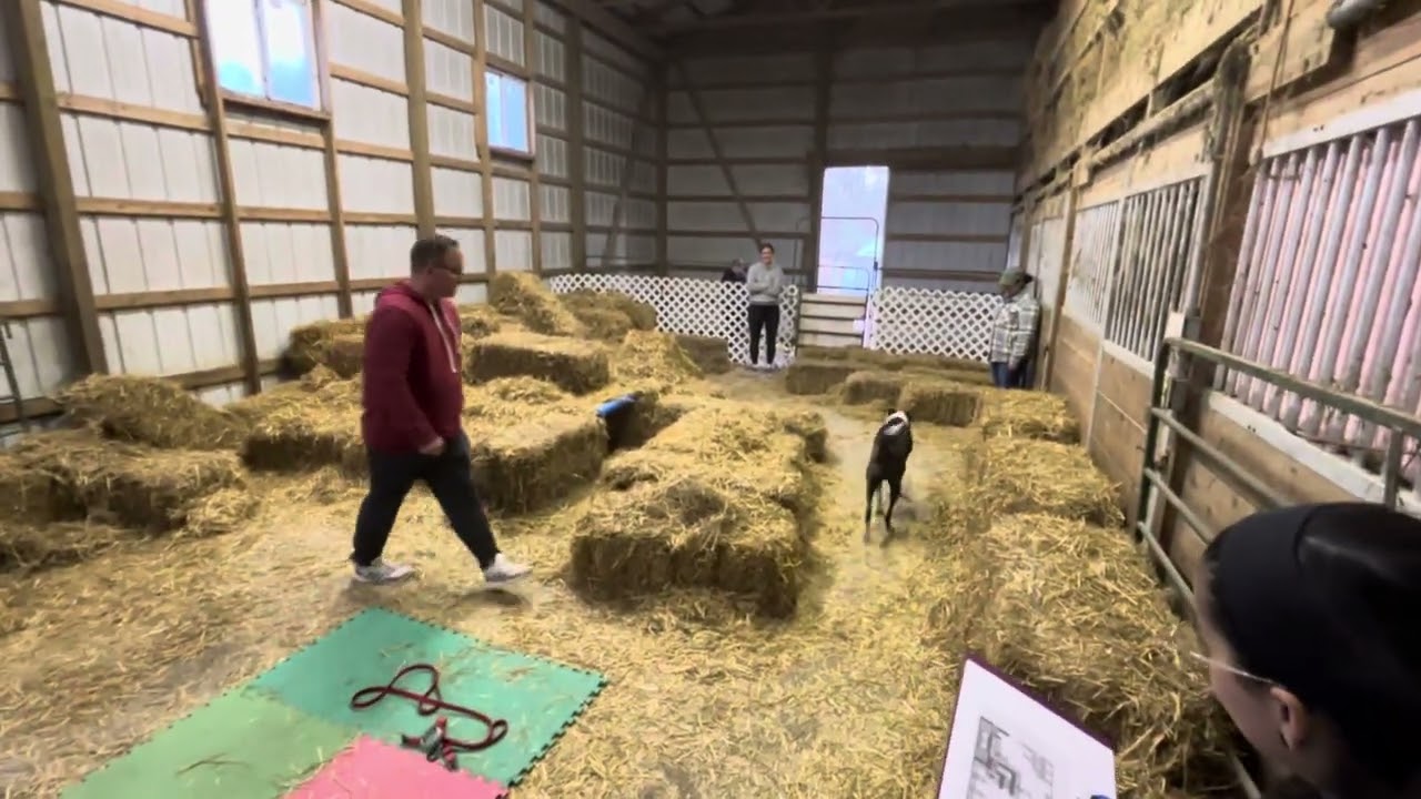 Barn Hunt Crazy - 8 Fun Test