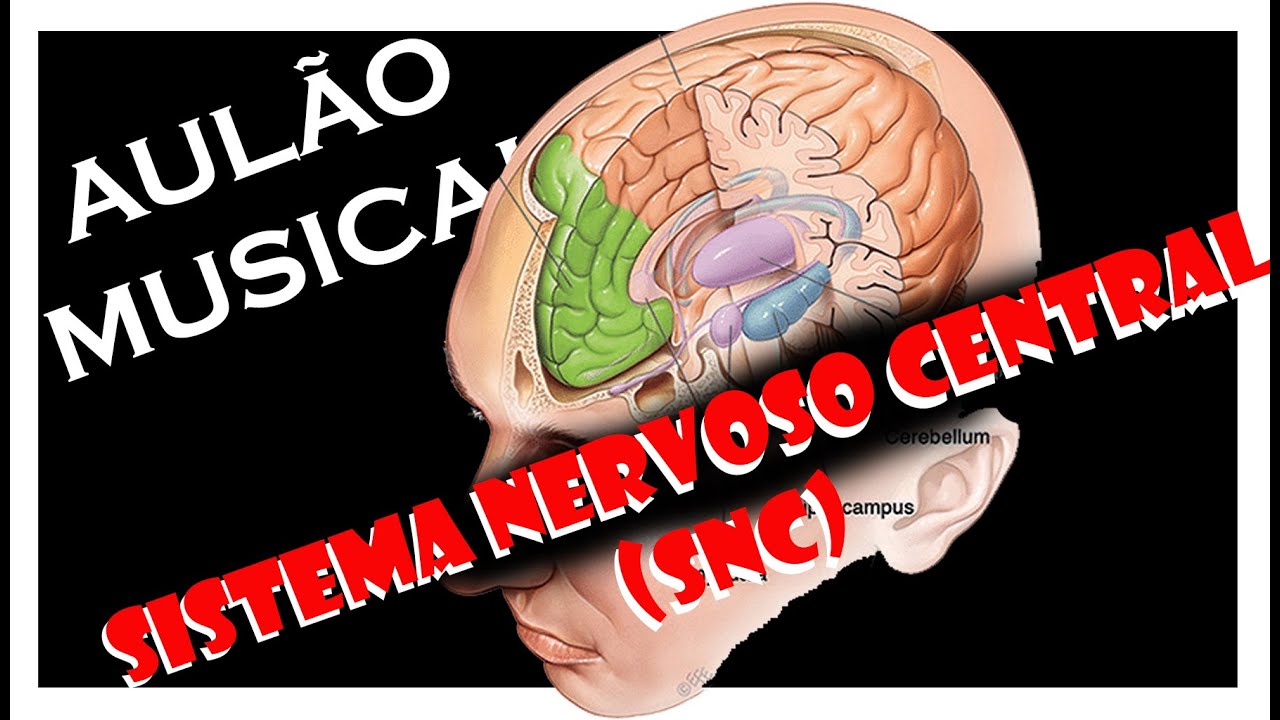 Sistema Nervoso Central (SNC) - Aula sobre Sistema Nervoso Central em formato musical
