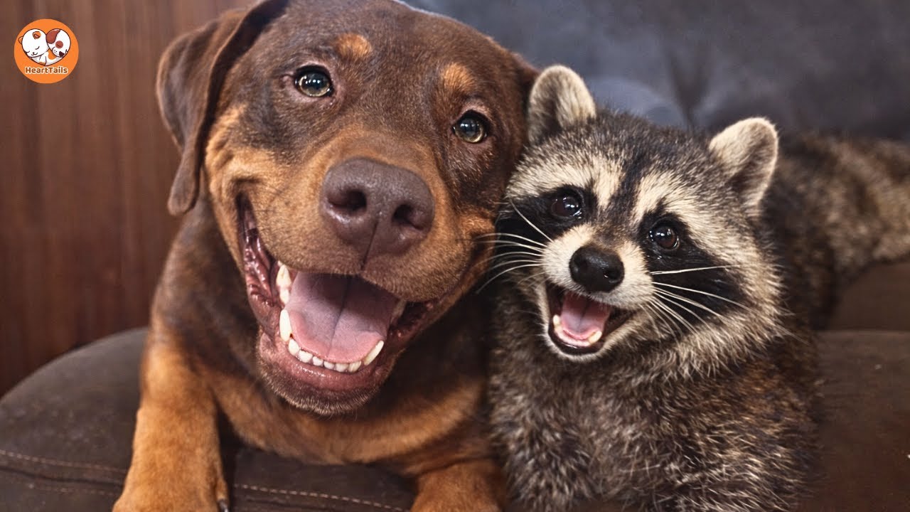 This Raccoon Couldn’t Return to the Wild—Then a Dog Changed Her Life