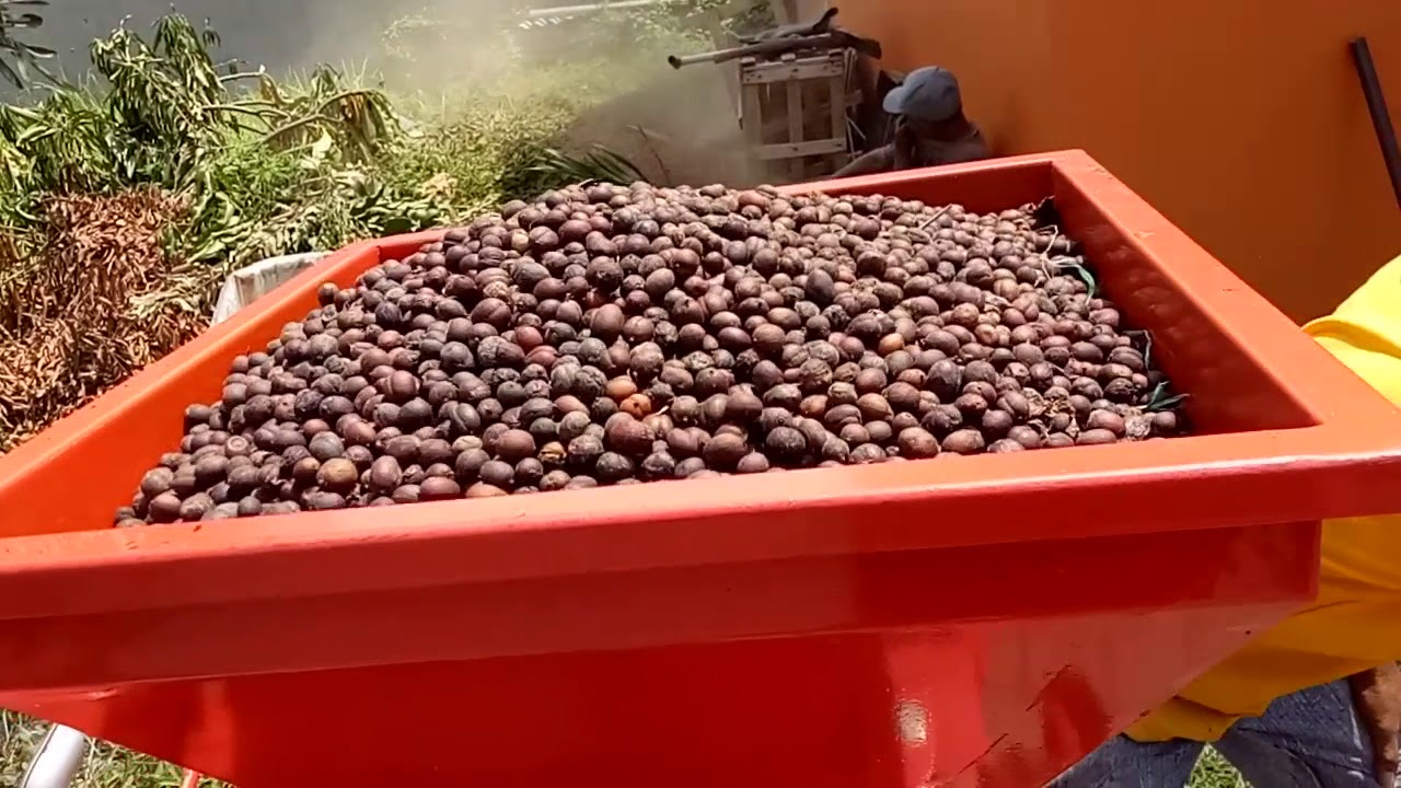 Mesin Huller Pengupas Kopi Gabah Gelondong Kering Kapasitas 700 - 1.000 kg/jam INTAN HSL-WH1