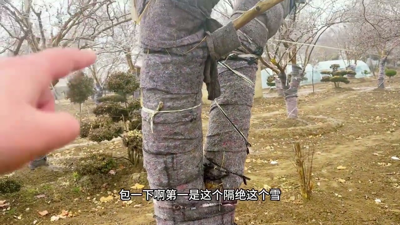 泰山脚下一处“宝藏紫薇园”，棵棵都是精品，真是大开眼界啊 #紫薇#造园 #园林 #紫花紫薇 #庭院设计
