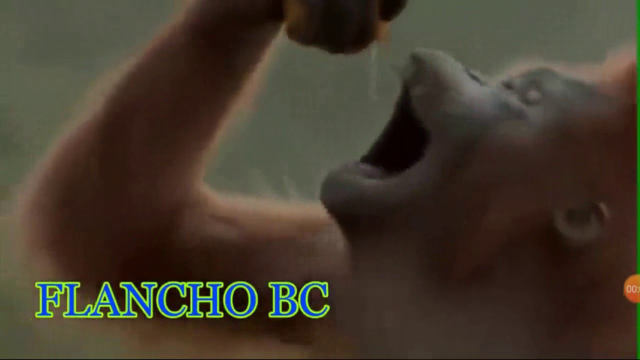 Sopa de macaco remix