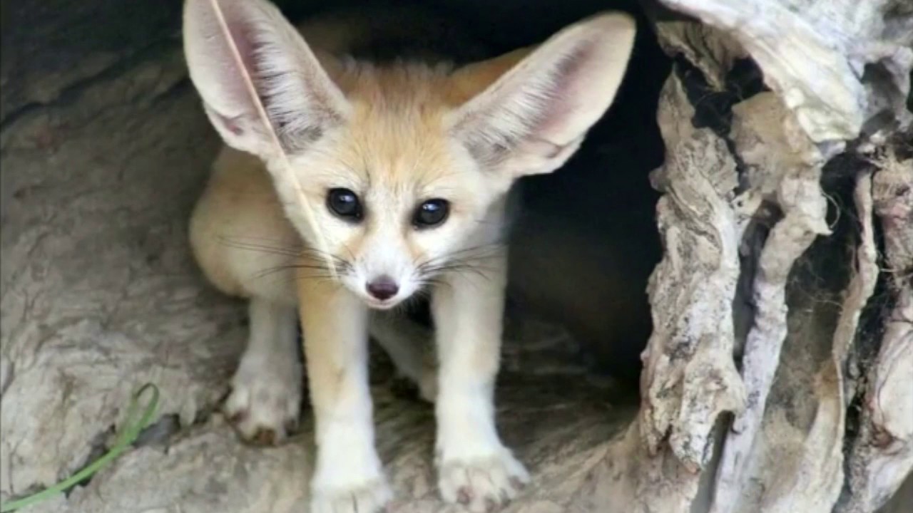 Zoo von Sydney: W&uuml;stenfuchs mit riesigen Ohren