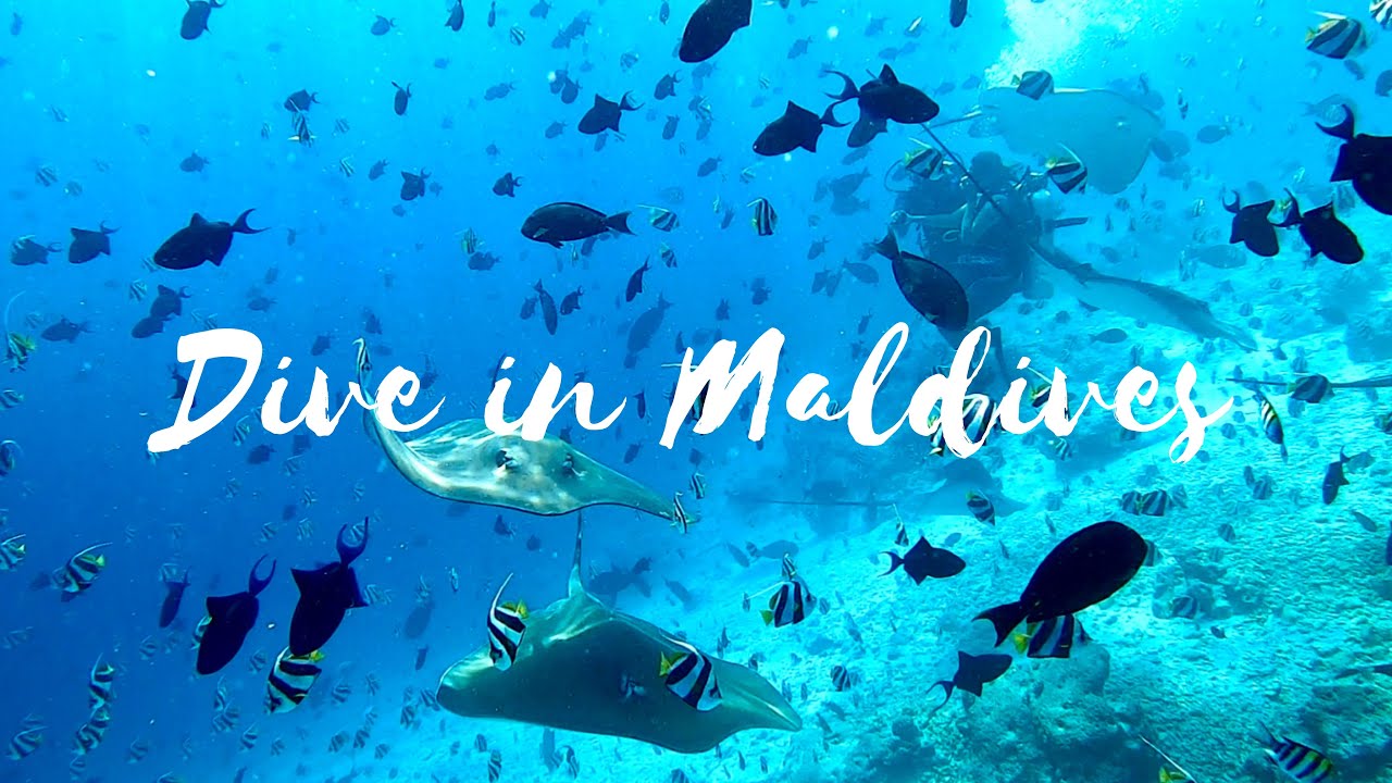 Best Scuba Diving Destination in Maldives | Our First Dive | 4K Underwater Video