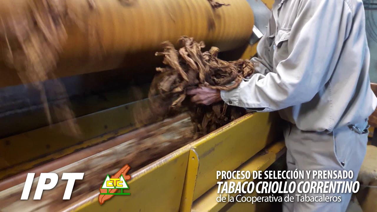 Proceso de Tabaco - Coop. de Tabacaleros