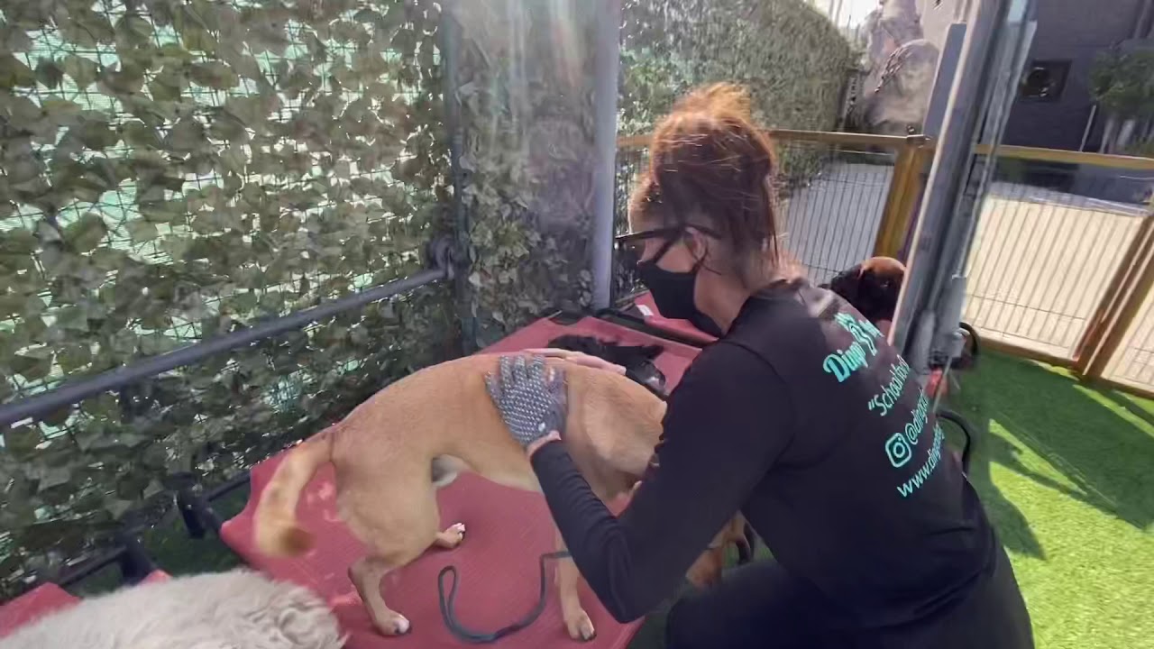 Friday, Nov 6th - Morning Variety Class at Dingo Doggie Campus