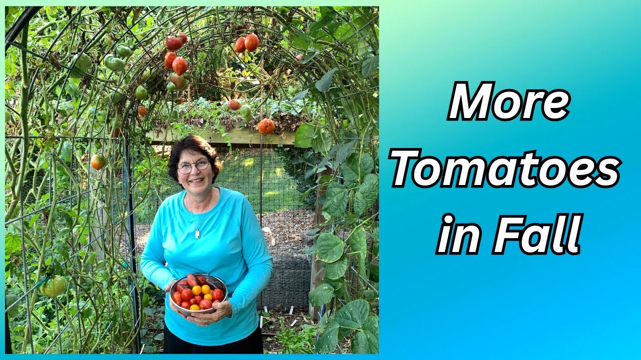 Maximize Fall Tomato Harvest |  Late-Season Growing Tips