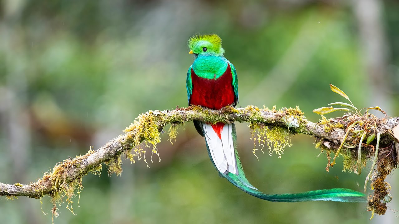 A most amazing bird - The one, the only, Resplendent Quetzal!!