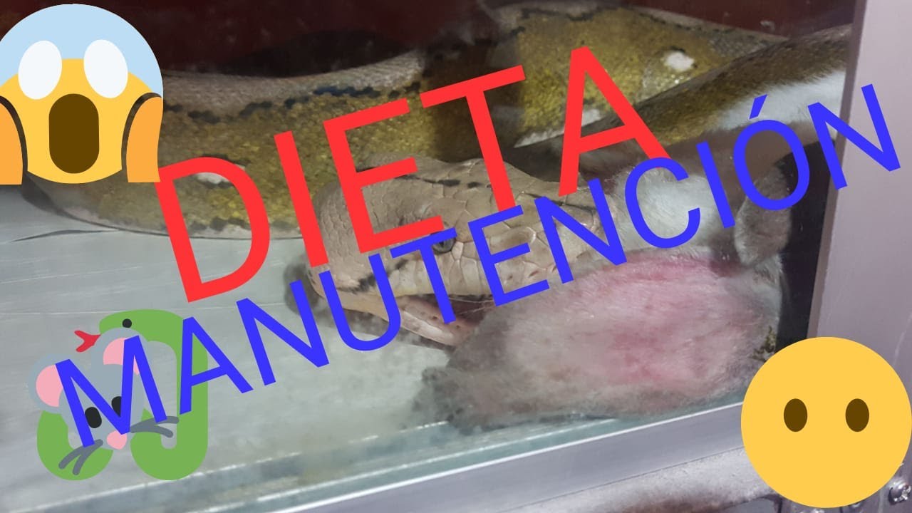 DIETA DE MANUTENCIÓN!!!! COMÓ CONTROLAR EL CRECIMIENTO DE TU SERPIENTE!!!