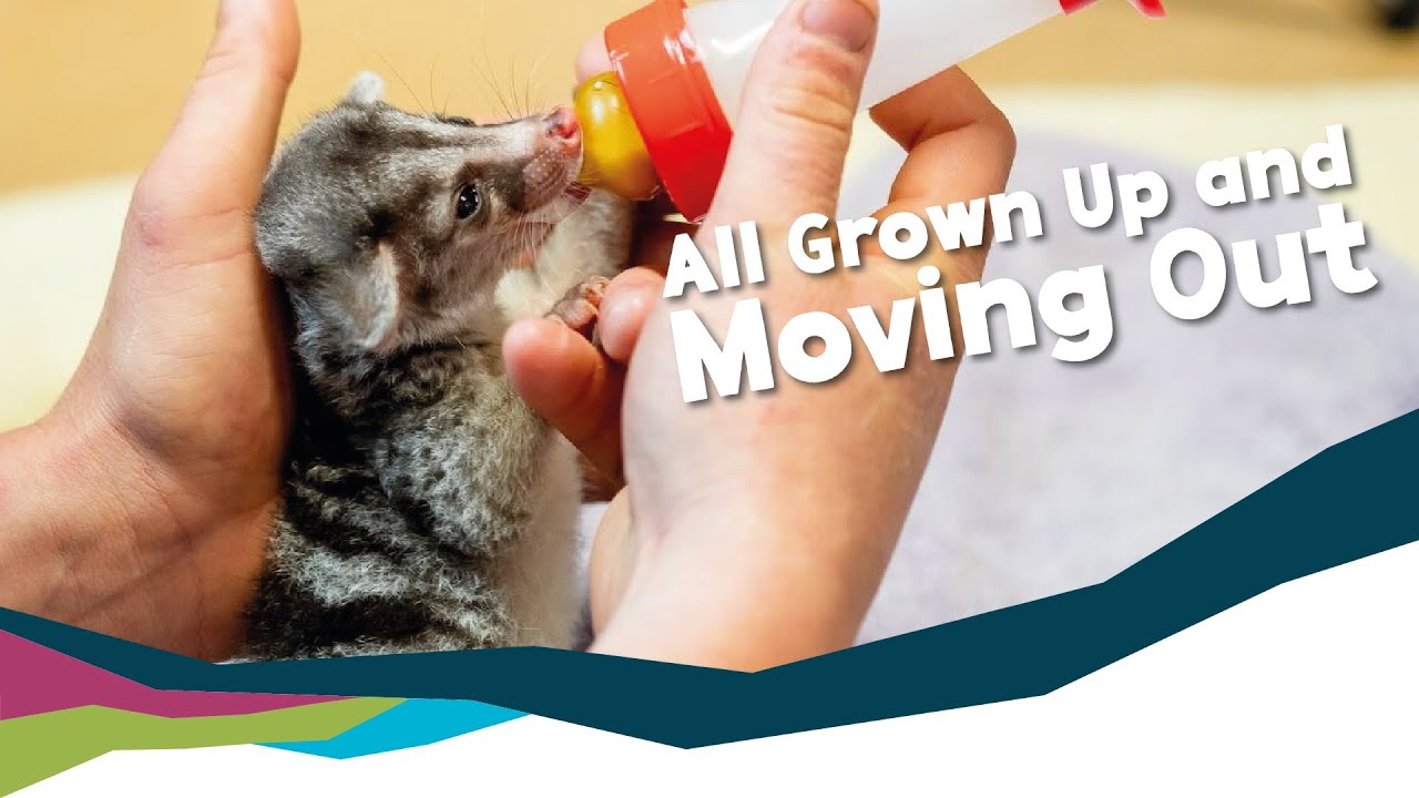 All Grown Up and Moving Out - Hand Reared Owston's Civet [Newquay Zoo]