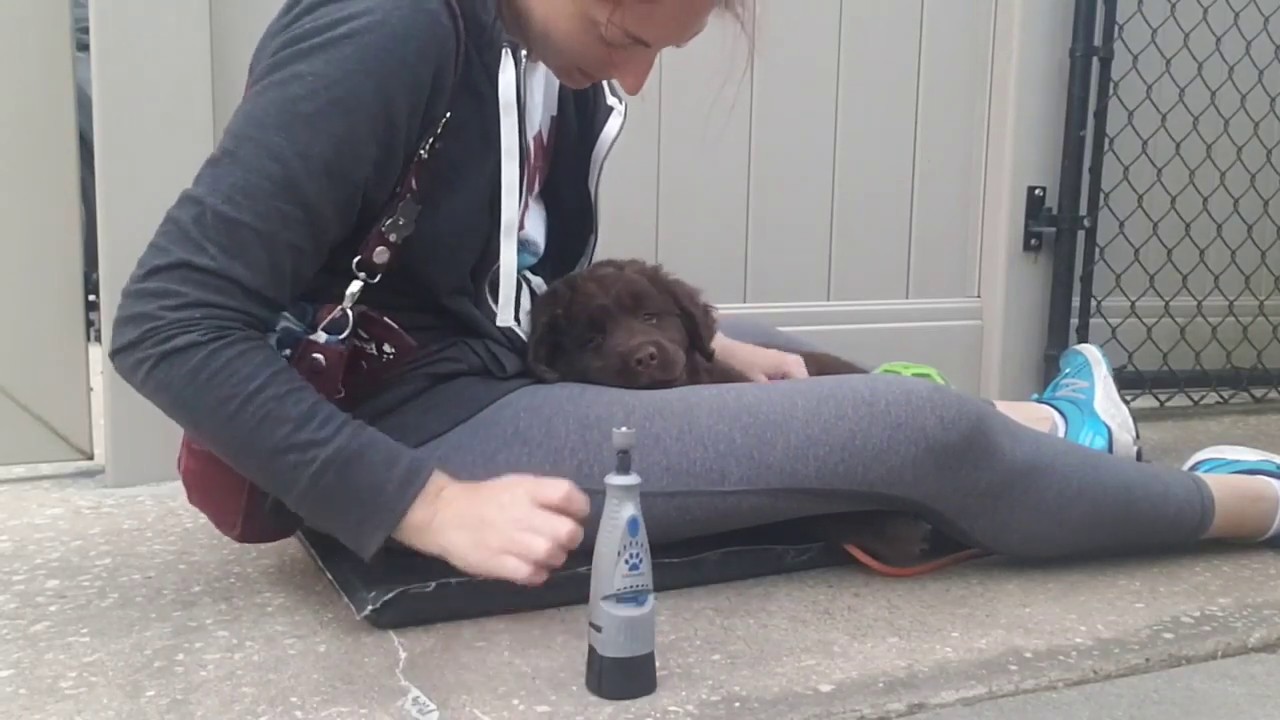 Introducing a Puppy to the Dremel for Nail Care - Take the Lead K9 Training