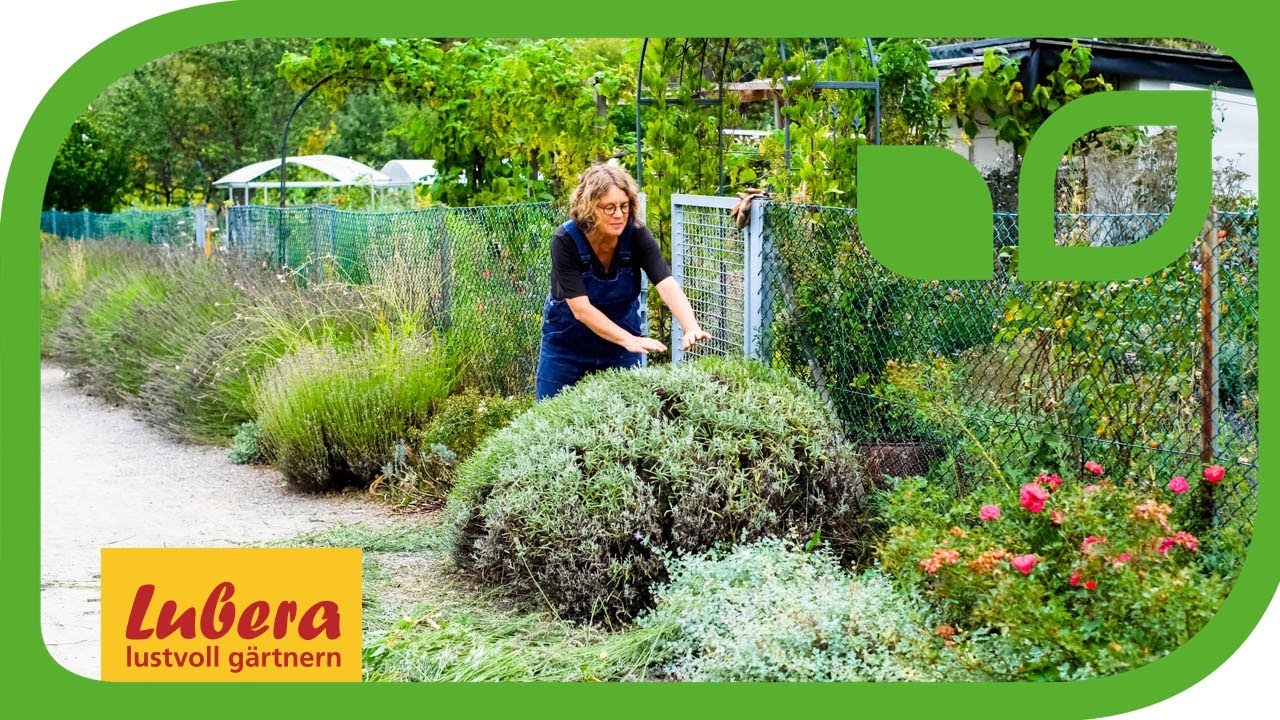 Lavendel schneiden nach der Bl&uuml;te: Anleitung f&uuml;r den Sommerschnitt