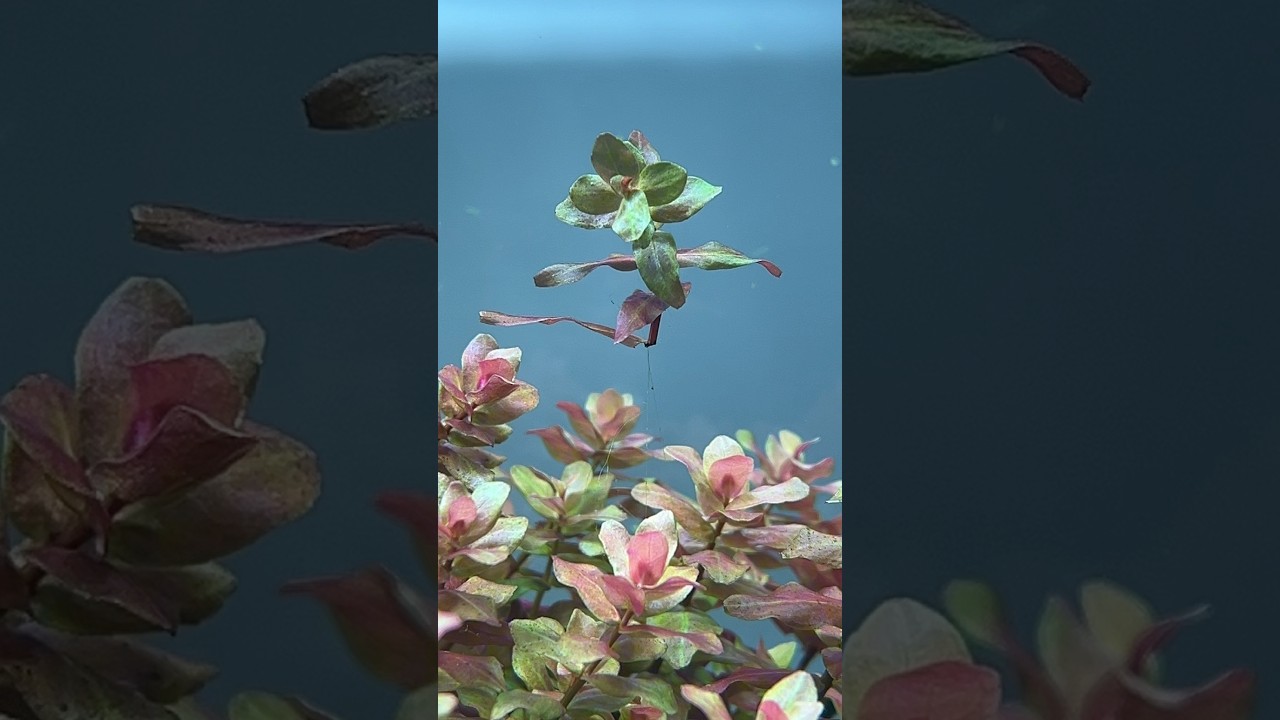 Always that one stem #aquascape #aquarium #aquascaping #plantedaquarium #plantedtanks #fishtank