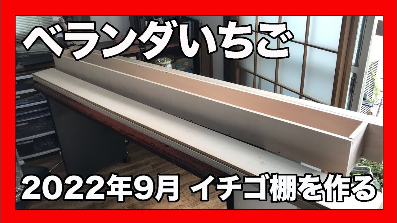 [ベランダいちご]ベランダでいちご育てます　2022年9月