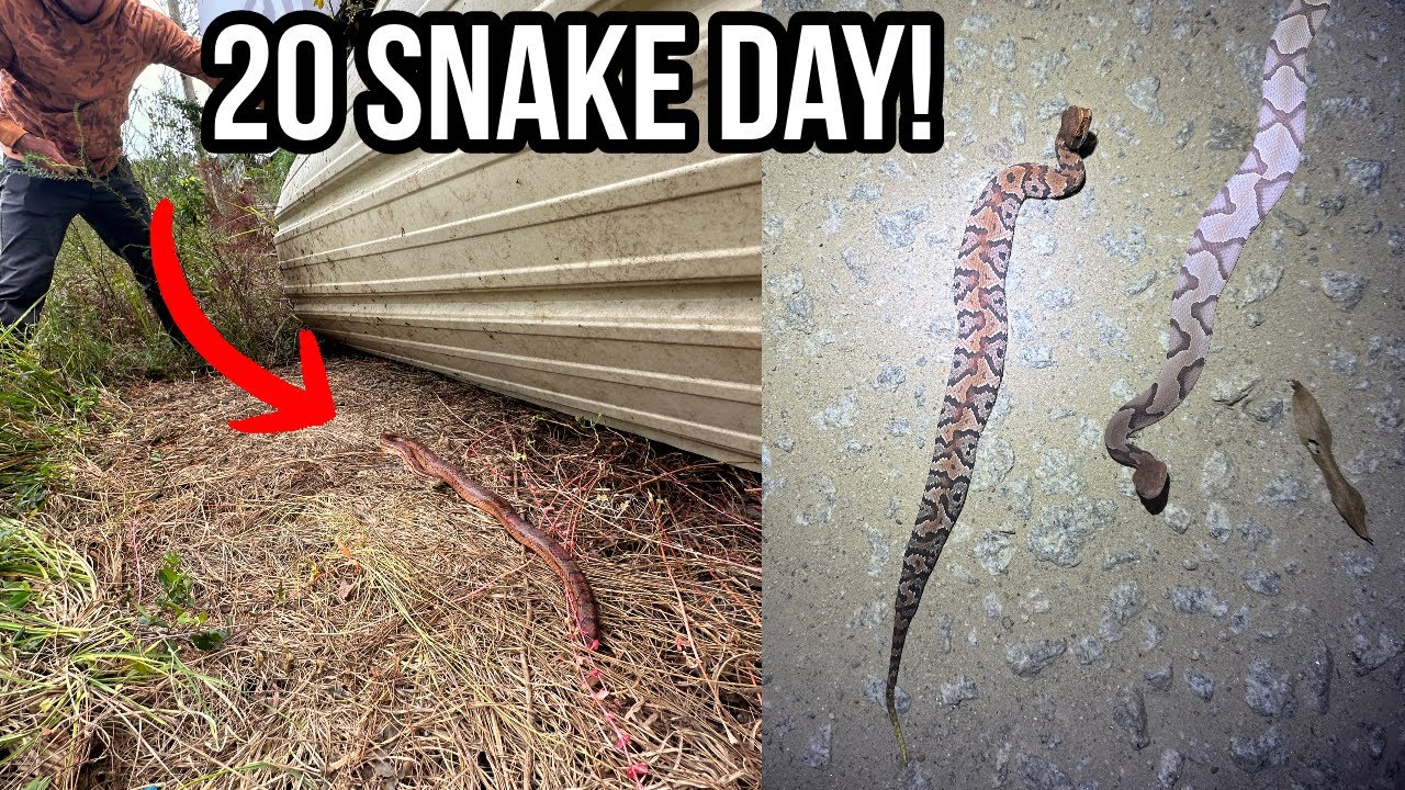 Amazing Fall Snake Hunting in South Carolina! Vipers Everywhere!