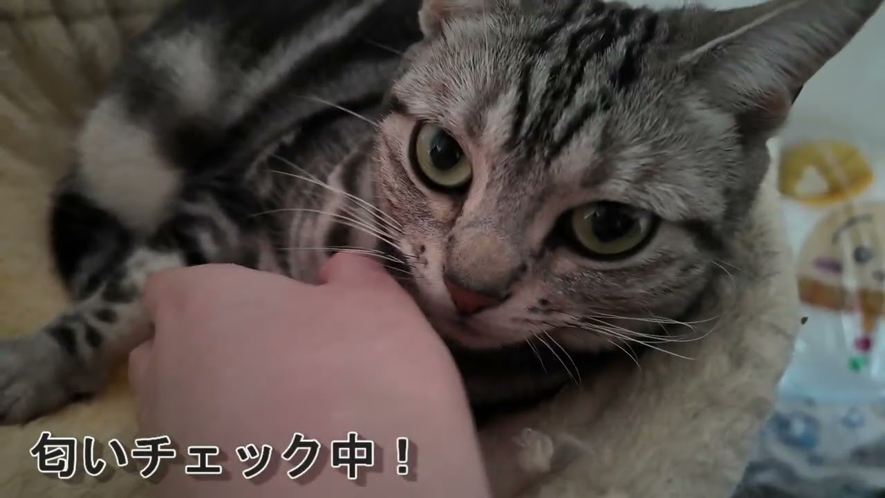 【3匹の日常】今日もチイは大好きなハンモックにいたよ！！