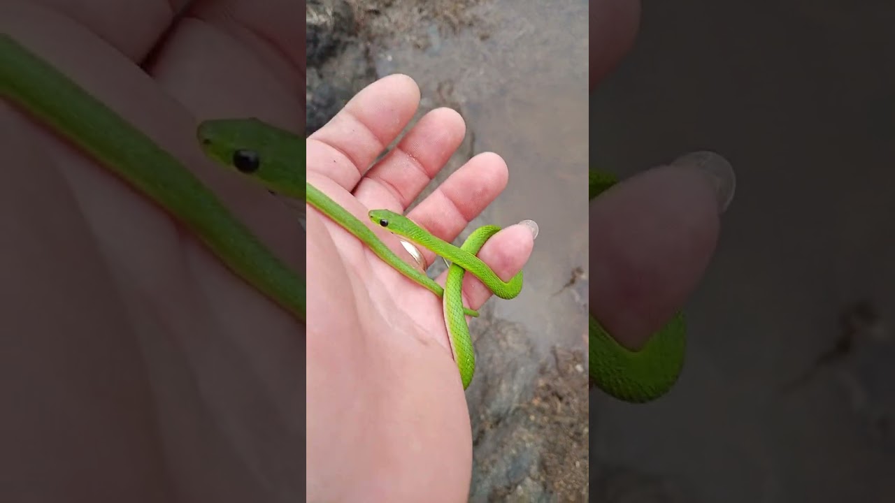 Fais. Tempo que. Eu fiz. Uma traslocacao de uma verdinha. 