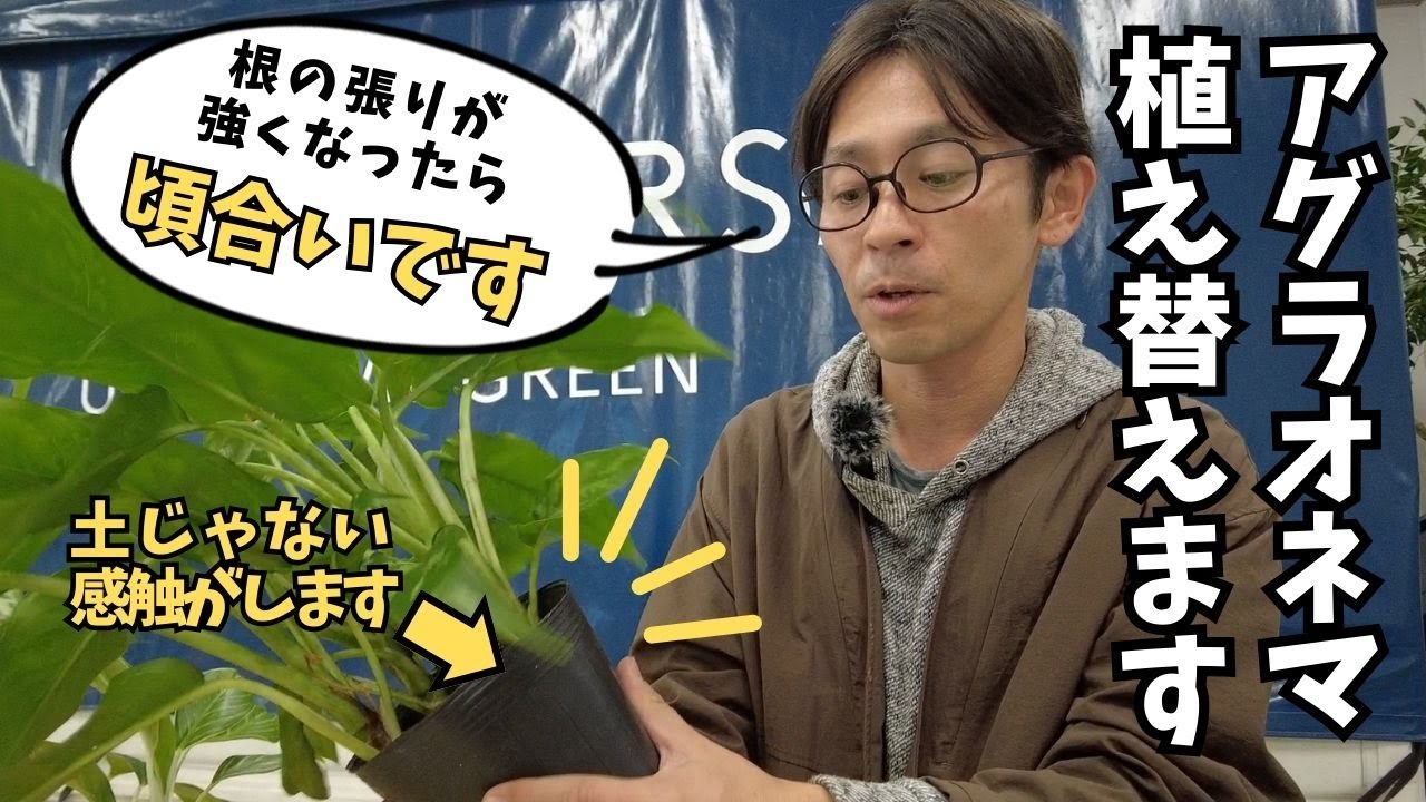 【観葉植物】触るだけでわかる！アグラオネマの植え替え方法とタイミングの見極め方