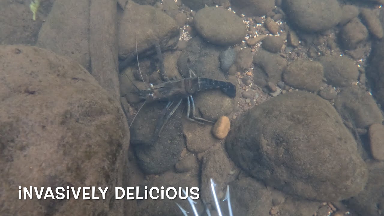 Invasively delicious, catching Tahitian prawns in Hawaii, Catch, Clean, and cook!!!