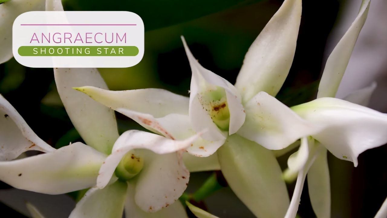 Orquídea Angraecum Shooting Star - Alma del Bosque