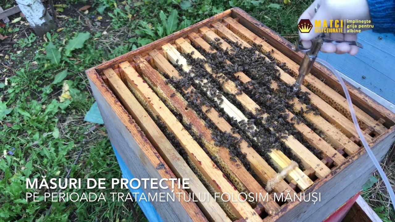 Tratarea familiilor de albine cu acid oxalic  - 3.5% prin picurare