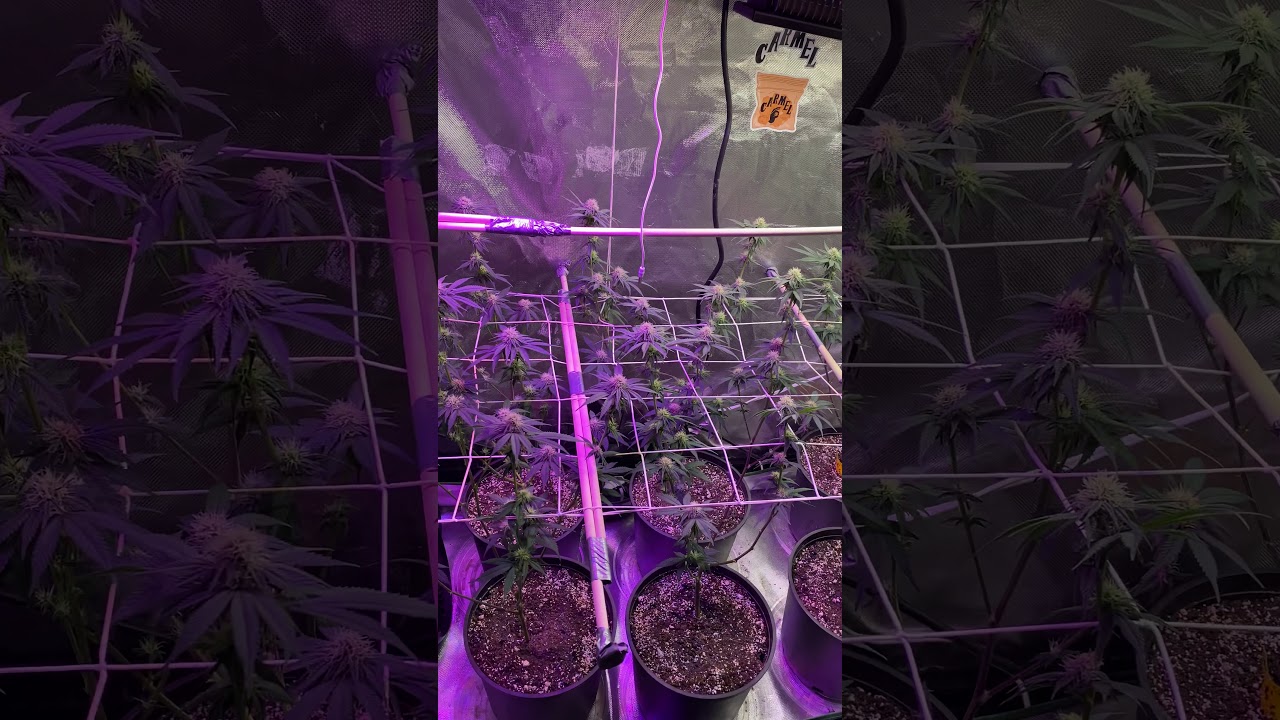 MARS HYDRO CUP - lollipop and leaf strip
