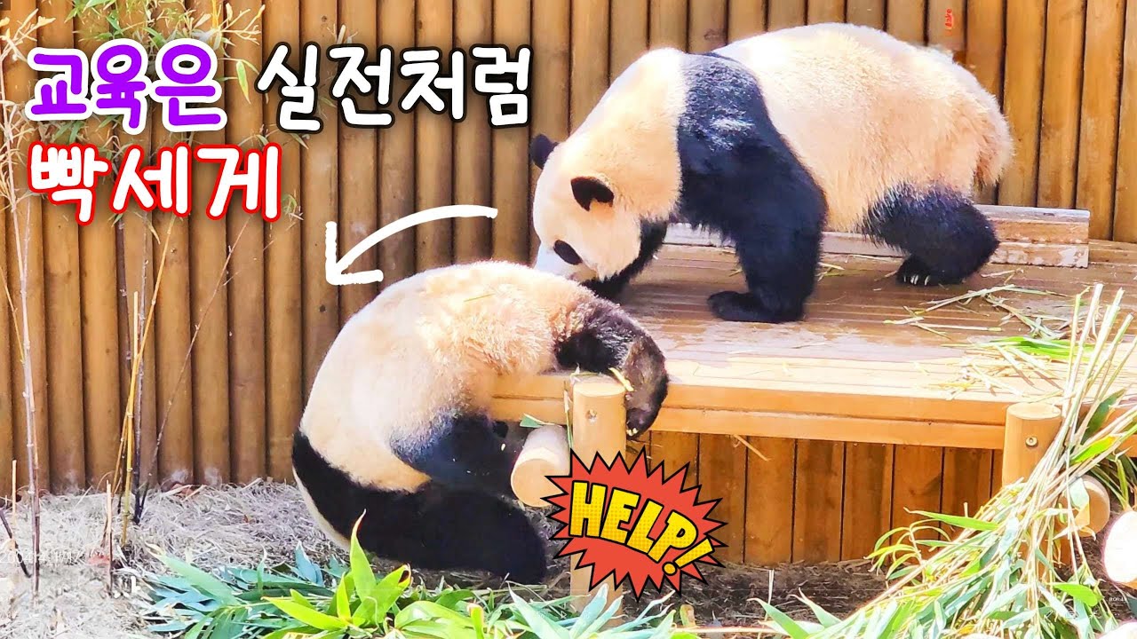 후이바오를 깨물고 굴리고 꽈당 시키면서 강하게 교육시키는 훈련대장 루이바오