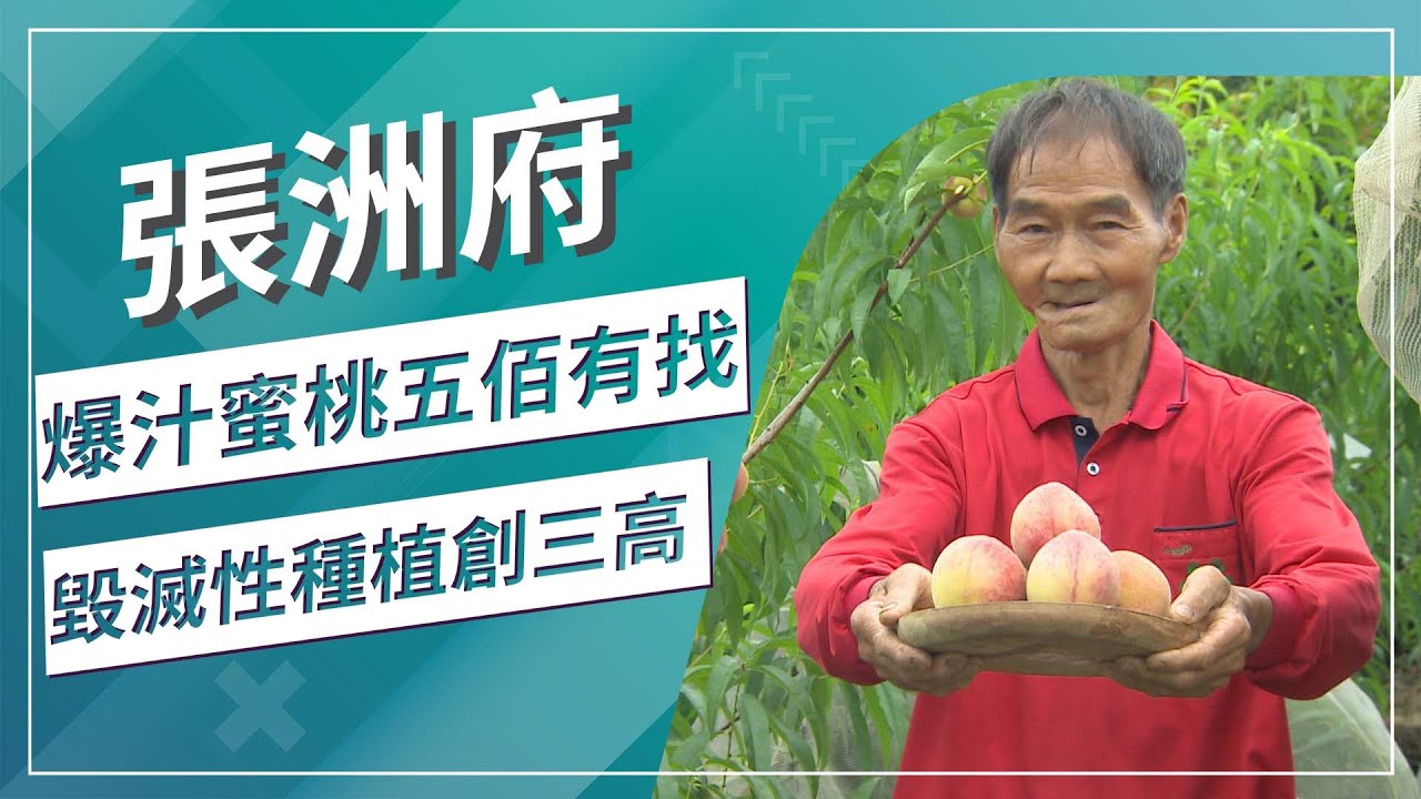 飽滿水蜜桃大顆香氣濃郁 神農獎達人獨門香甜密技｜草地狀元 (2022.6.13播出)｜彰化芬園