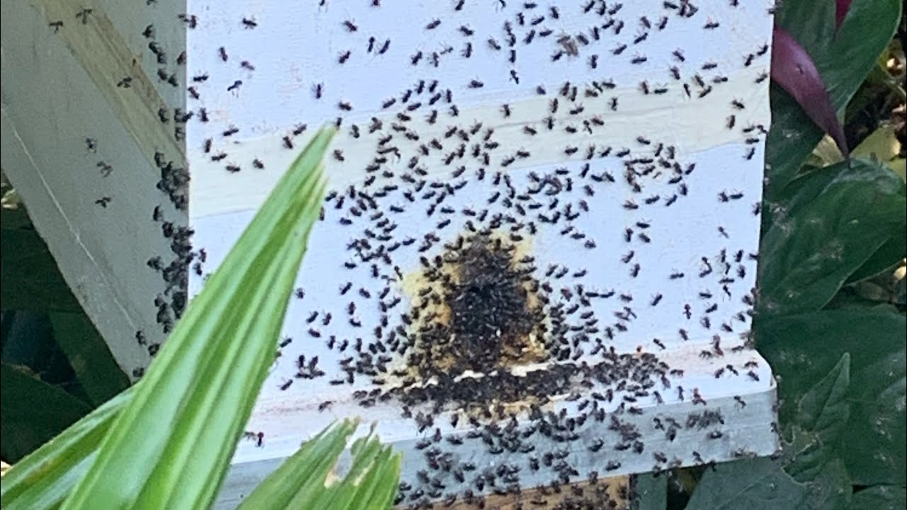 Native Australian bee swarm capture