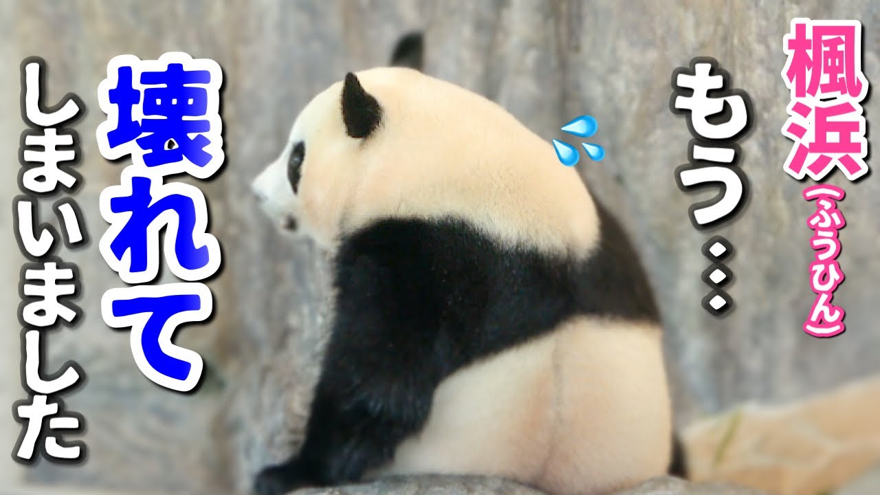 【パンダアイドル楓浜】時刻は午後3時🐼オヤツの時間⁉️ついにふうひんがやけっぱち行動に出ました💦