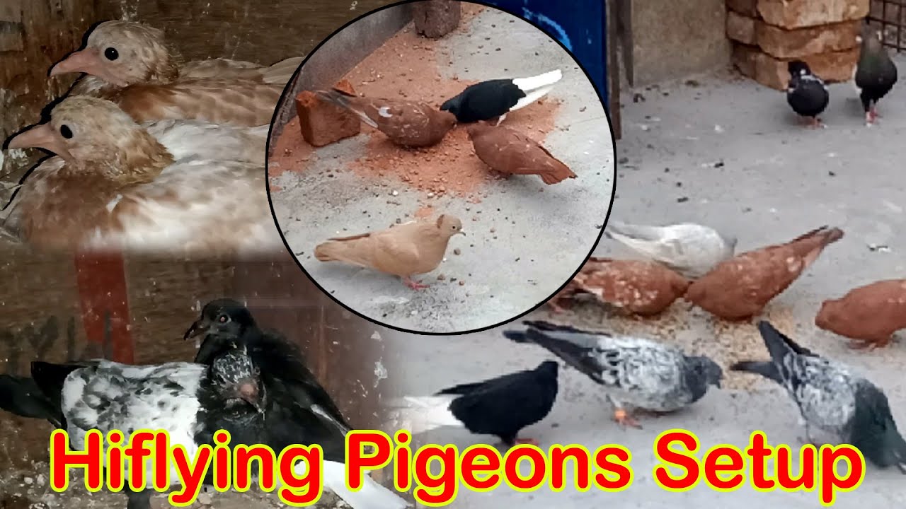 Hiflying pigeons Setup visit (Kolkata Lovebirds) part-1
