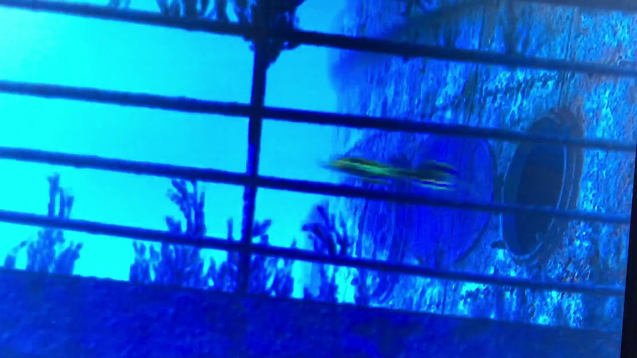 Gang de Requins