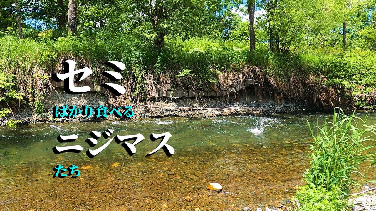 【ニジマス】蝉のほうがミノーより釣れるっ！？北海道で釣り。