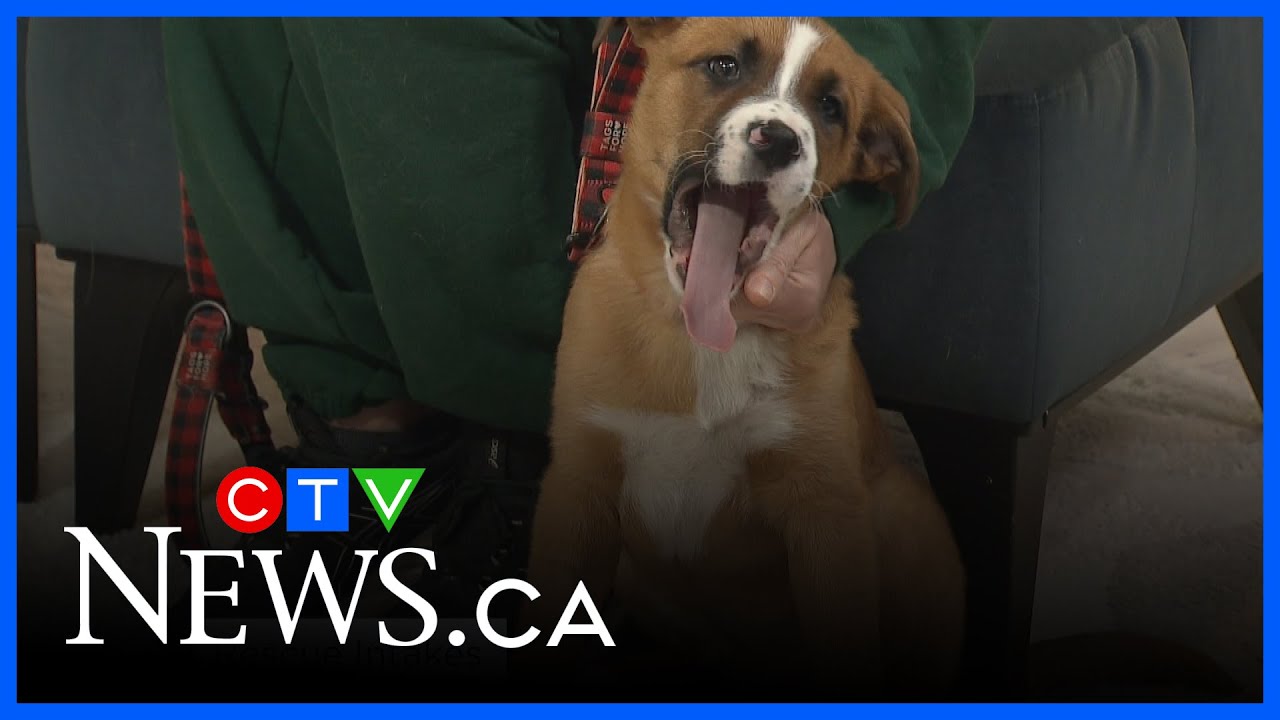 Ways to avoid rehoming your pet