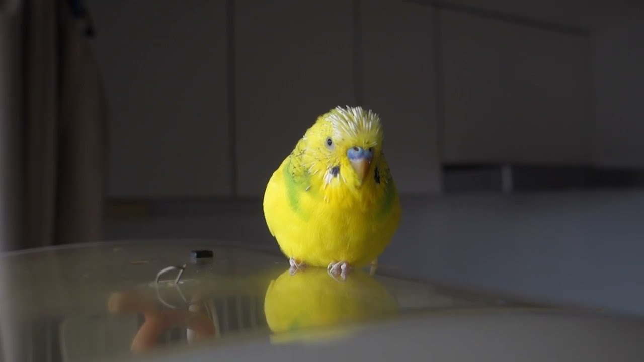 屋根の上の黄色いダルマ…じゃないよセキセイインコ、チャッピーだよ　A yellow daruma on the roof… no, it’s not that, it’s Budgie, Chappy