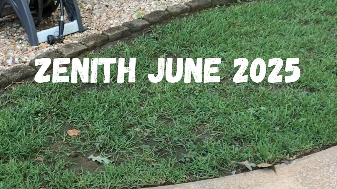 Zenith Zoysia From Seed 2025 Update! Seeding a Warm Season Lawn.