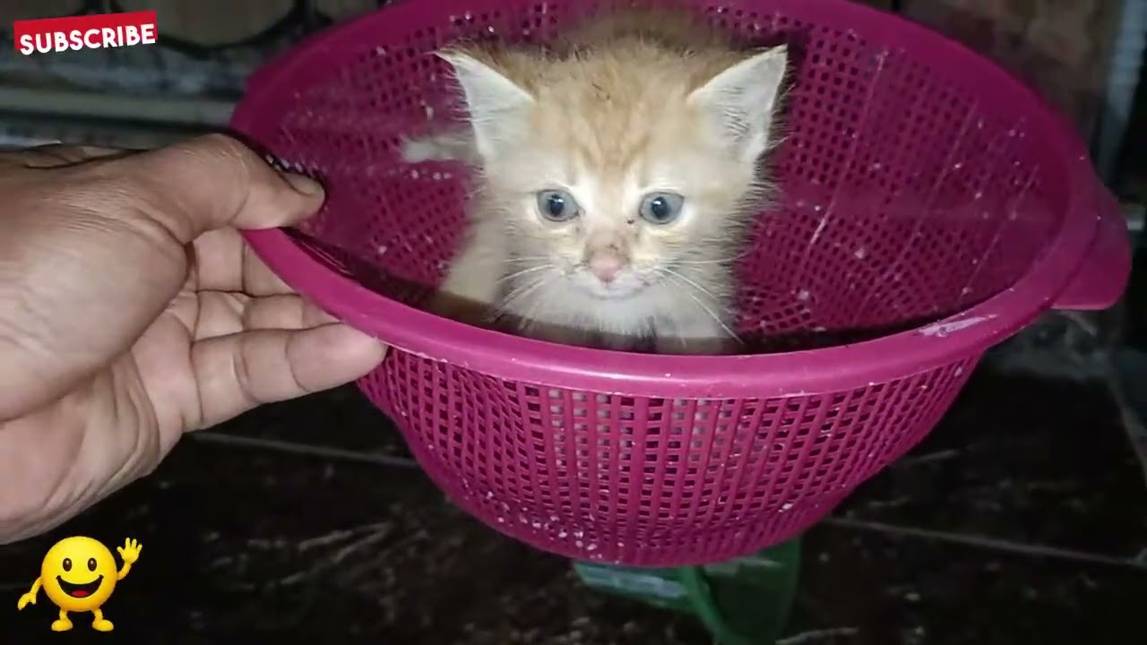 Kucing Oyen Kompak Bikin Ulah, Endingnya Bikin Ketawa!