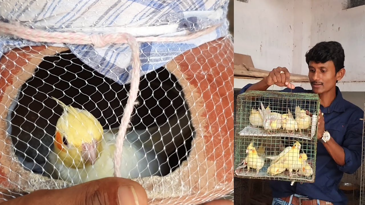 Cockatiel is the best birds for home as a Pet / Help the Helpless And Keep Smiling.