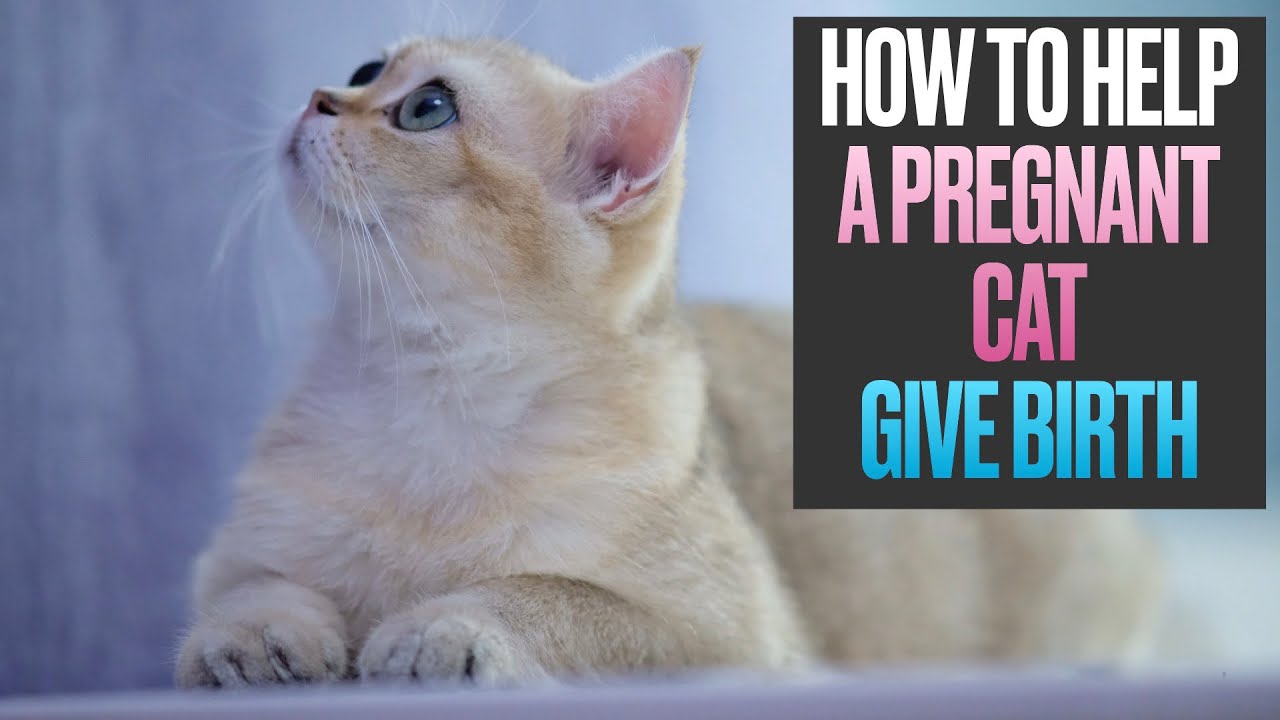 How to Help a Pregnant Cat Give Birth