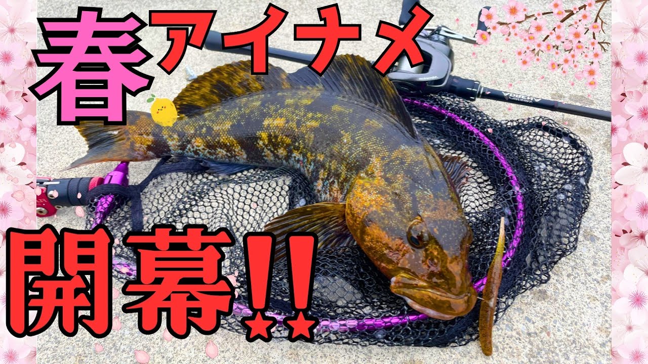 4月上旬 東北ロックフィッシュ  春はメカブのあけぼの 編