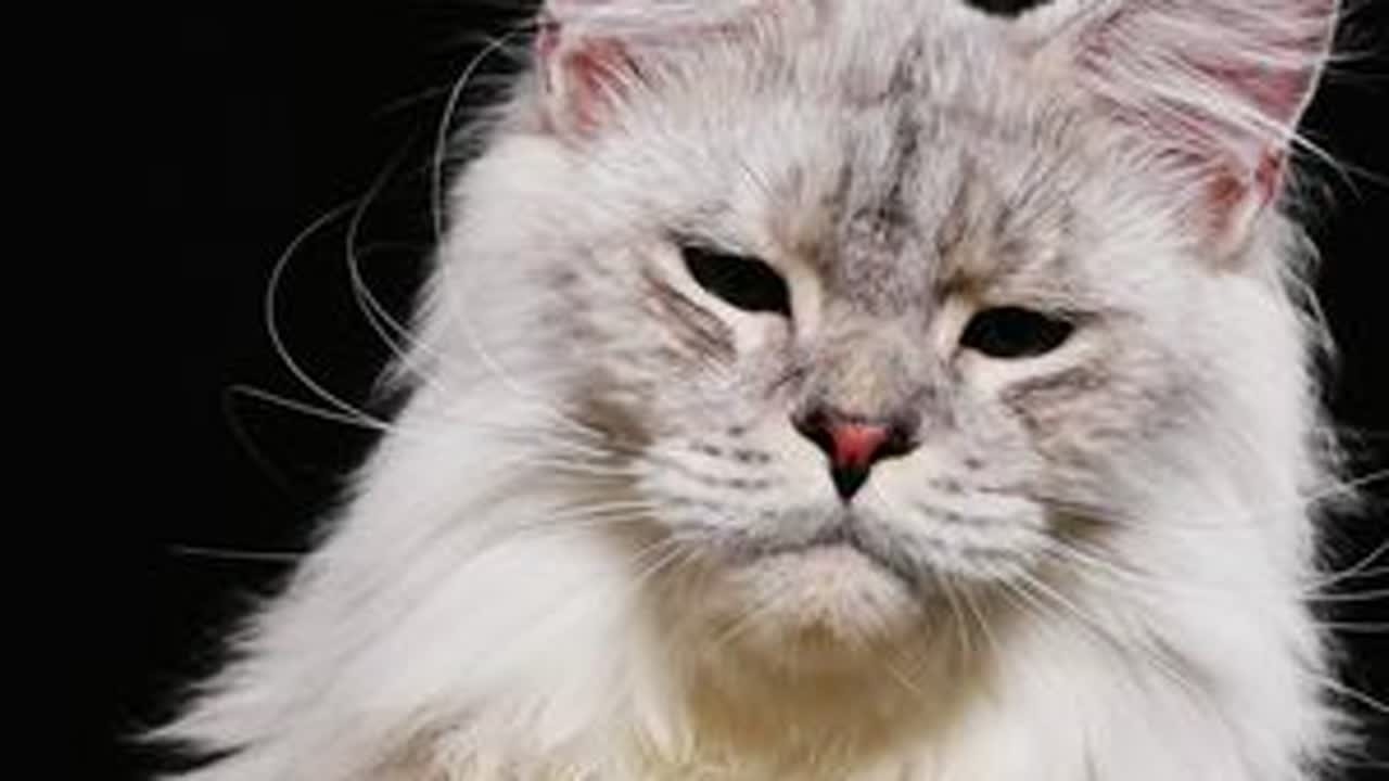 过年想带缅因猫回家？试试这4种方式 #缅因猫#阿岳家的缅因猫#缅因猫冷知识#缅因猫宝宝#缅因猫日常