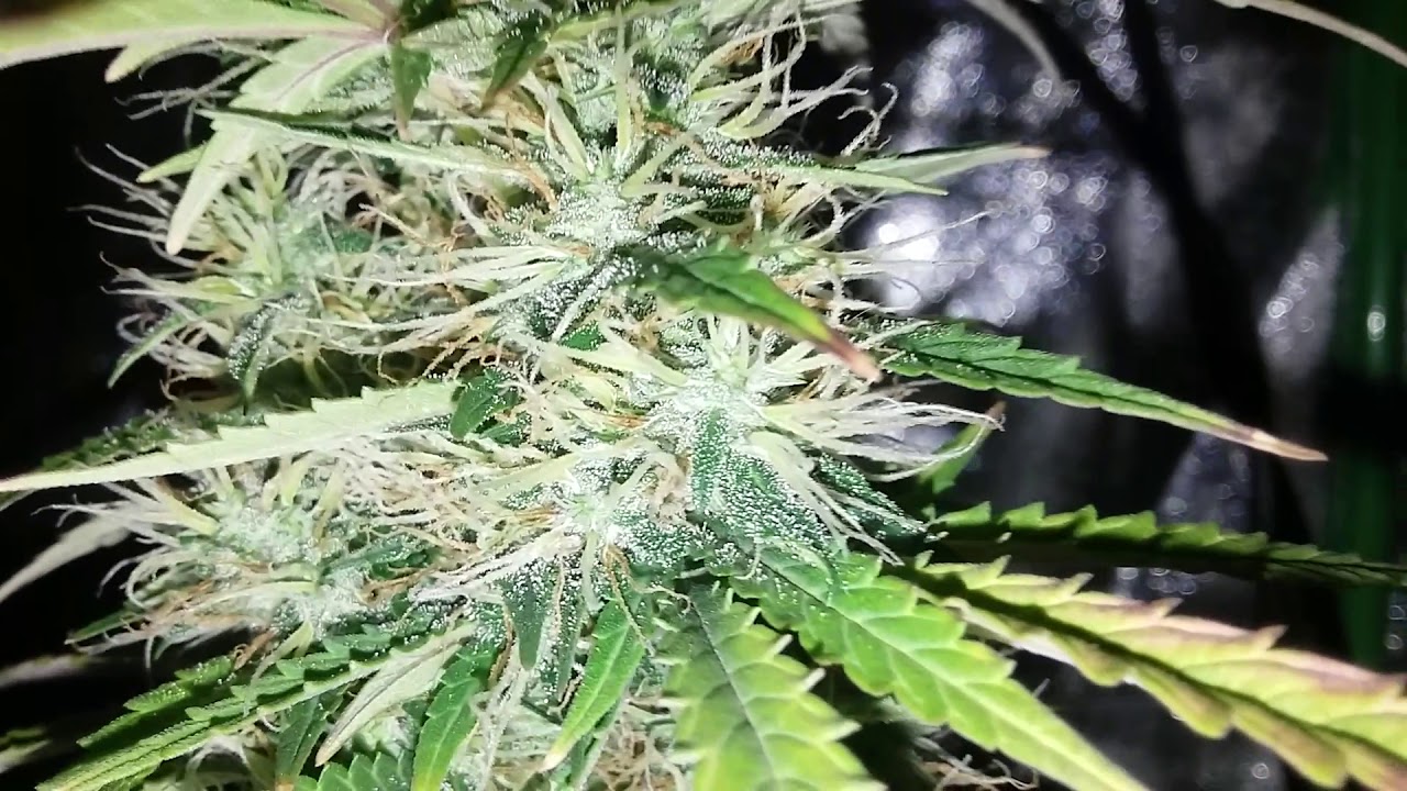 White Widow Autoflower, Crop King Seeds! Final Weeks My Peeps!